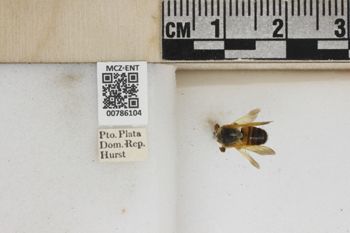 Media type: image;   Entomology 786104 Aspect: Labels